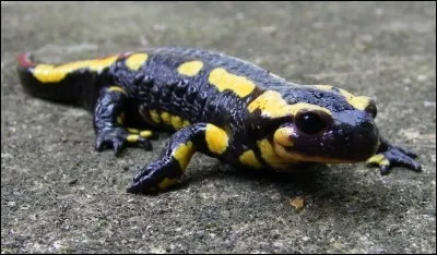 Parmi ces trois images, sélectionnez le roi qui vous paraît approprié !