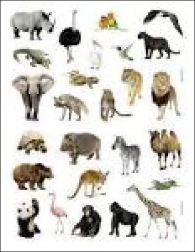 Quel animal préfères-tu ?