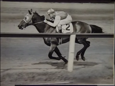Quel cheval inspira deux films et un livre ?