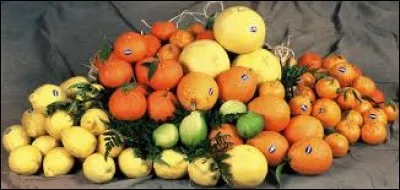 "Cava + lien". Quelle est la définition du troisième mot ?