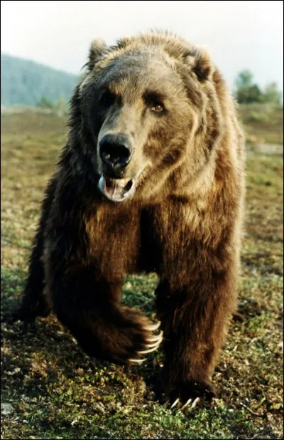 Face à un danger de taille, quelle est ta réaction ? 
Exemple : un ours !