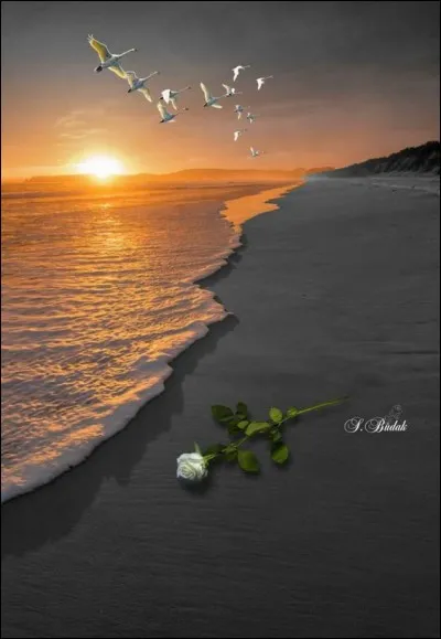 À qui sont les paroles "Vivre d'amour et d'eau fraîche, je rêve d'eau, mais d'océan. Ah l'océan ! Vivre la vie autrement" ?