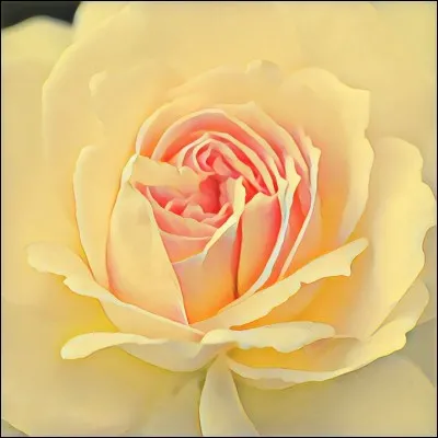 Jams a pour petites amies ..... dans le 2