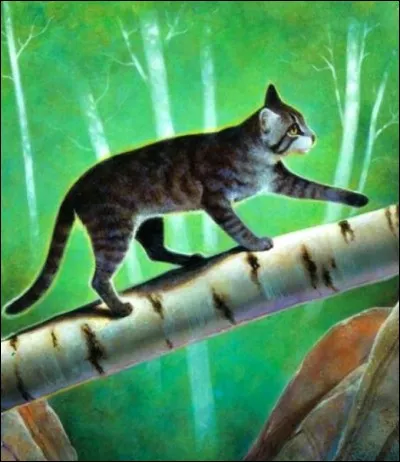 Combien de portées Fleur de Bruyère a-t-elle eues ?