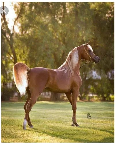 Quelle est cette race ?