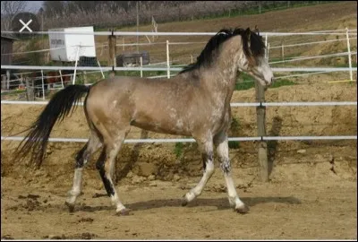 Quelle est cette race ?