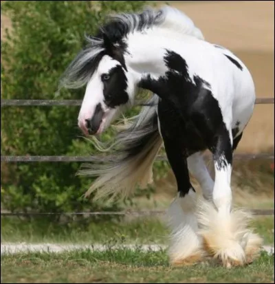 Quelle est cette race ?