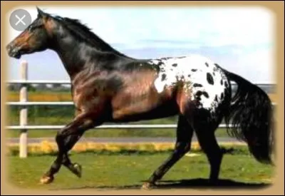 Quelle est cette race ?