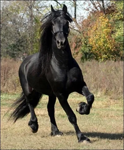 Quelle est cette race ?