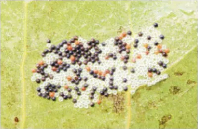 Quel type d'uf pondent les insectes ?