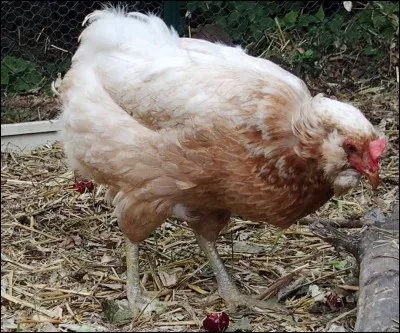 Quelle est la couleur des ufs qui sont pondus par la poule araucana ?