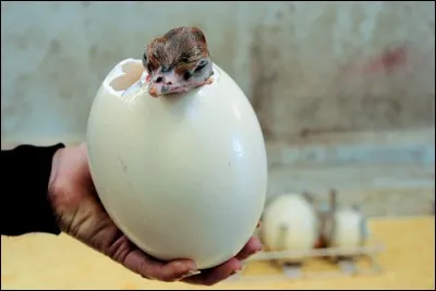 Combien de temps met un autruchon pour percer sa coquille ?