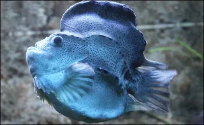 Quelle est la couleur naturelle des ufs de lompe ?