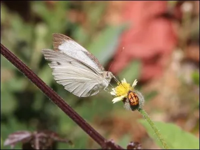 Si tu étais un animal, tu serais...