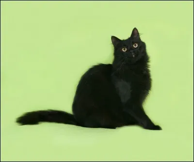 Quelle est la couleur du chat ?