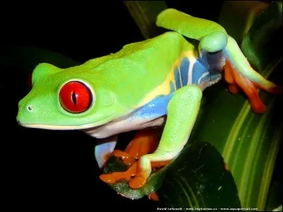 Quelle adaptation la grenouille a-t-elle développée pour attraper des mouches ?