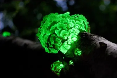 Comment s'appelle la capacité d'espèces vivantes à produire de la lumière ?