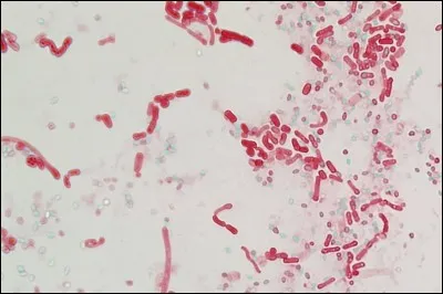 Comment appelle-t-on une cellule de résistance à paroi épaisse qui se forme dans une cellule bactérienne ?