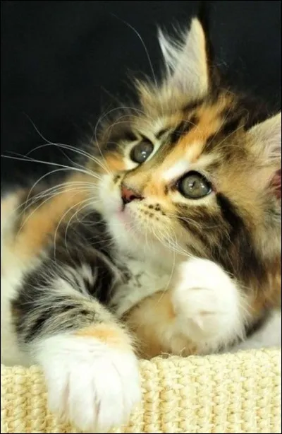 Les chats à robe calico ont une fourrure blanche et des taches de deux couleurs. Presque tous les chats à robe calico sont :