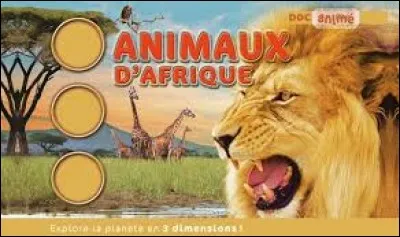 Le gnou est une antilope d'Afrique.