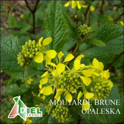 Dijon est connue pour sa moutarde.