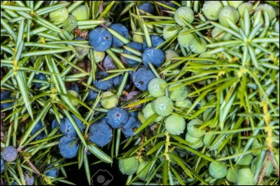 Quelle est cette plante ?