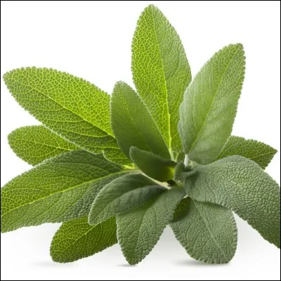 Quelle est cette plante ?