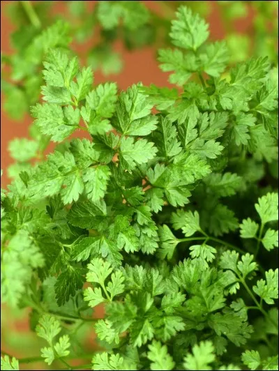 Quelle est cette plante ?