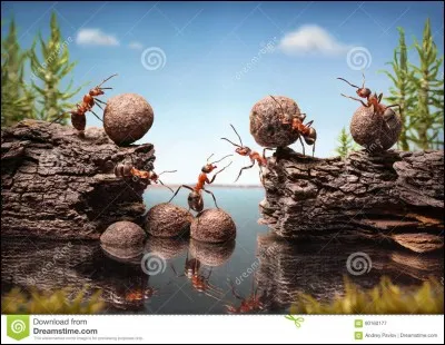 En 1 : Don - En 2 : Vache sacrée - En 3 : Nasal - En 4 : Deuxième dans la gamme !