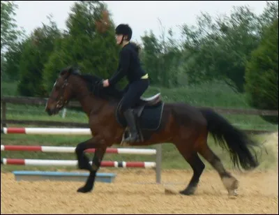 Quelle est la robe de ce cheval ?