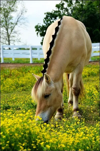 Quelle est la race de ce poney ?