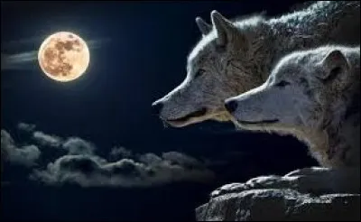 Qui a connu un gros succès avec sa chanson "cur de loup" ?