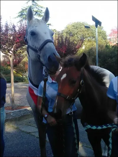 Quelle est la race de cette poulinière et de sa pouliche (Quiriria et Havanna)