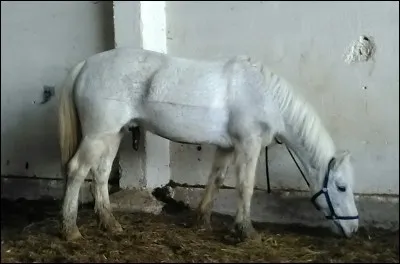 Quelle est sa race ?