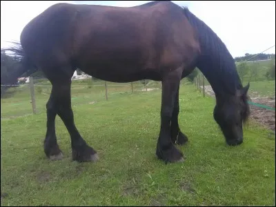 Quelle est la race de ce cheval ?