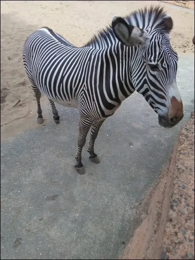 Quel est cet animal ?