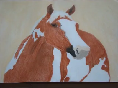 Quelles sont sa race et sa robe ?