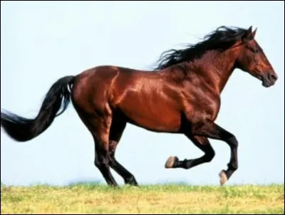 Quelle est son allure ?