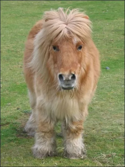 Quelle est sa race ?