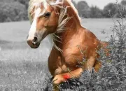 Quiz À cheval sur la culture générale !