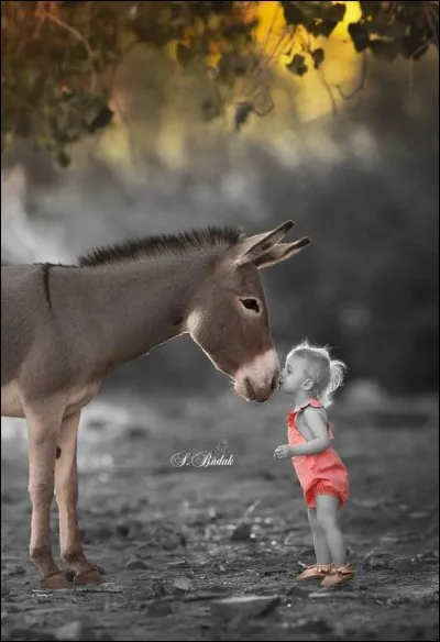 Qui a écrit "Les mémoires d'un âne" ?