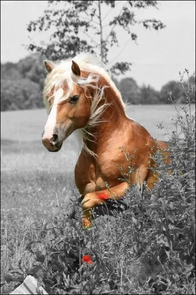 Quel groupe décrivait les chevaux au galop dans leur chanson "La chevauchée des champs de blé" ?
