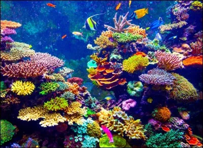 J'ai les cheveux rouges, on m'a volé ma voix, j'adore les humains et j'ai une fille qui 'appelle Mélodie. Qui suis-je ?