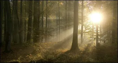 C'est le clan de l'Ombre qui décide en premier de quitter le premier territoire des clans.