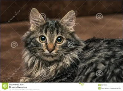 Conteur des Pointes Rocheuses ressemble à ce chat.