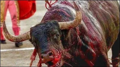 Lors d'une interview en janvier 2017, sur la chaîne TV 5 Monde, quel artiste a déclaré : «Ceux qui défendent les corridas sont des cons ! Comment peut-on aimer la mort en direct» ?