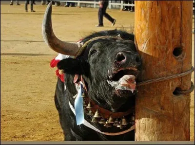 Avant d'entrer dans l'arène, le taureau subit l'afeitado, cette pratique consiste à :