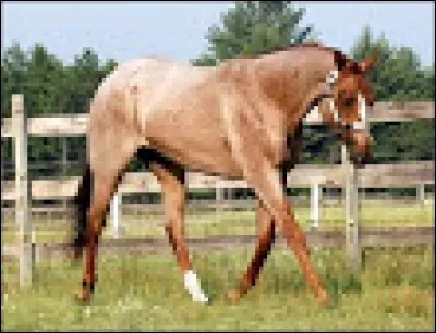 Quelle est cette robe ?