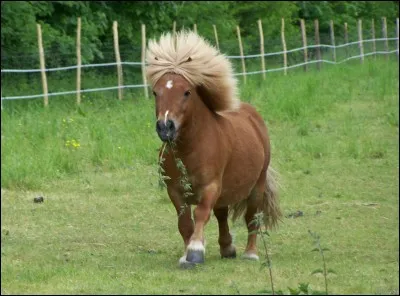 Quelle race est un poney ?