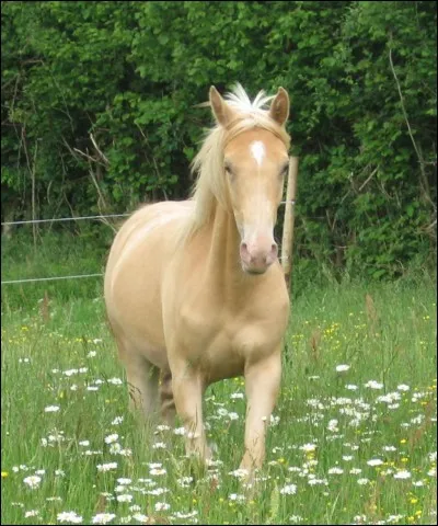 Quelles robes n'existent pas ?